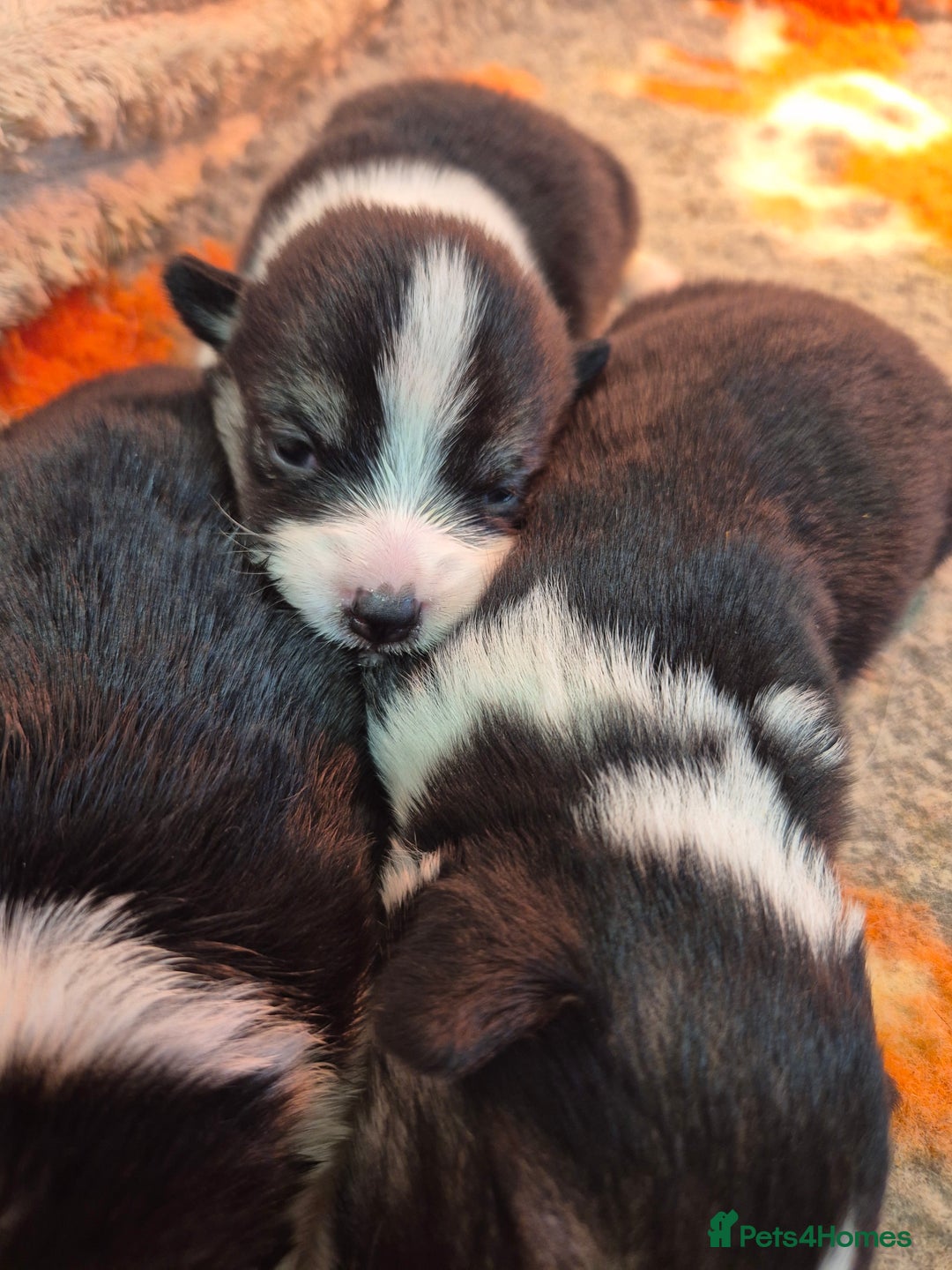 Welsh Corgi Pembroke dogs for sale: Wow !! Bobtail and long available  - Image 6