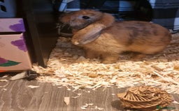 Mini Lop rabbits for sale: Pure breed mini lop for sale  - Image 2