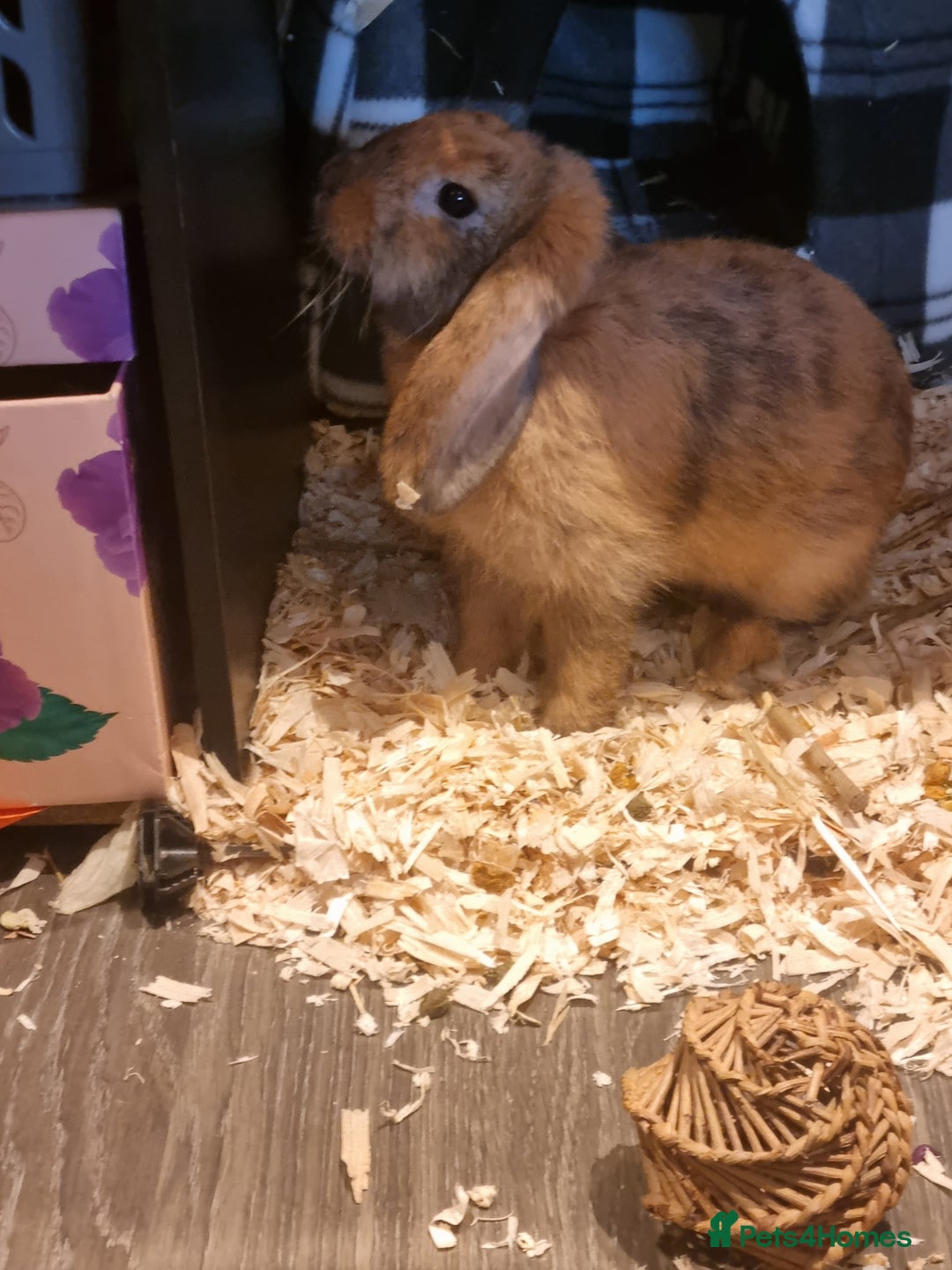Mini Lop rabbits for sale: Pure breed mini lop for sale  - Image 2