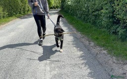 Mixed Breed dogs for adoption: Meet Buffy, currently residing in Cheshire  - Image 7