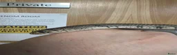 Snake reptiles for sale: Black Tailed Cribo For Sale - Advert 3