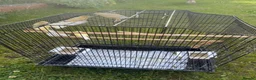 Canaries birds for sale: Canary Family of 4 in Derby - Advert 1