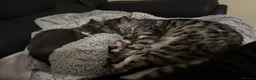Bengal cats for sale: Leo the Bengal  - Advert 3