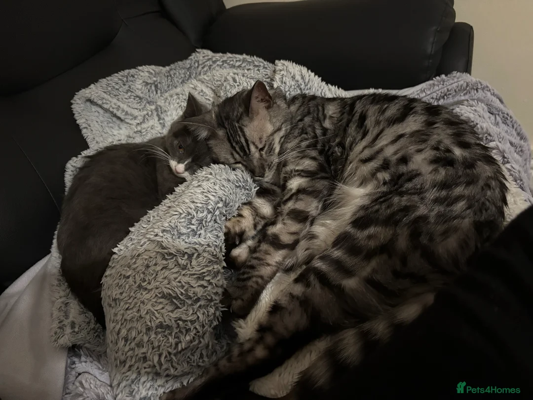 Bengal cats for sale: Leo the Bengal  - Advert 3