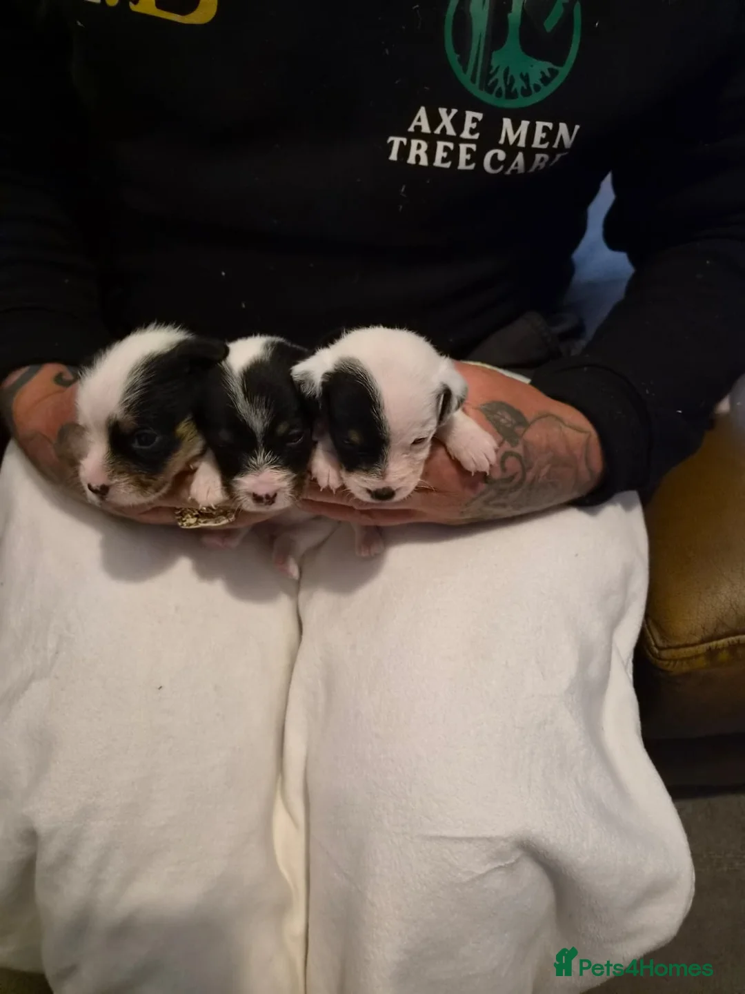 Parson Russell dogs for sale: Parson russell pups  - Advert 4