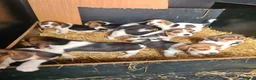 Beagle dogs for sale: 7 Beagle Puppies  in Wakefield - Advert 9