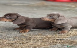 Miniature Dachshund dogs for sale: Gorgeous Miniature Daschund puppies 🐶🤍  - Image 9