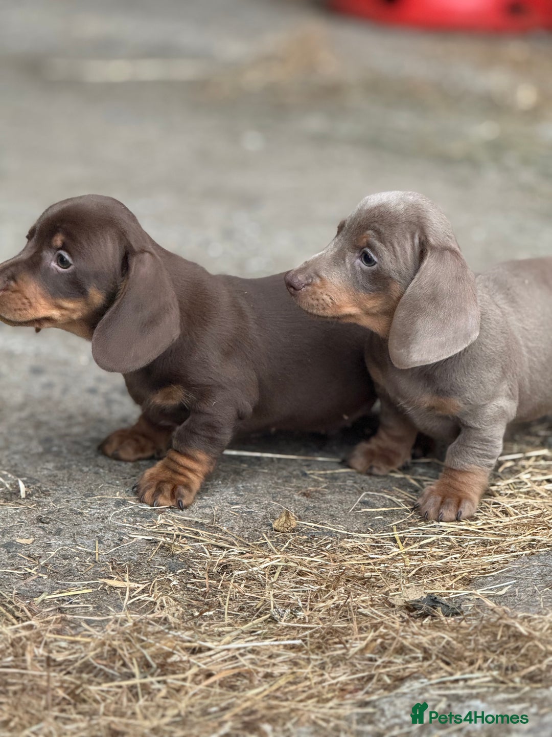 Miniature Dachshund dogs for sale: Gorgeous Miniature Daschund puppies 🐶🤍  - Image 9