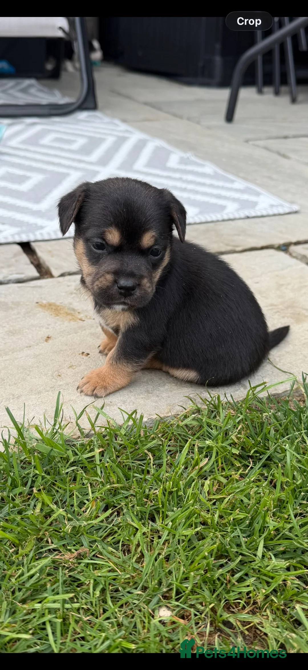 Mixed Breed dogs for sale: Fluffy French puppie in Staines - Advert 2