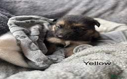 German Shepherd dogs for sale: KC REGISTERED GERMAN SHEPHERD PUPPIES FOR SALE - Image 4