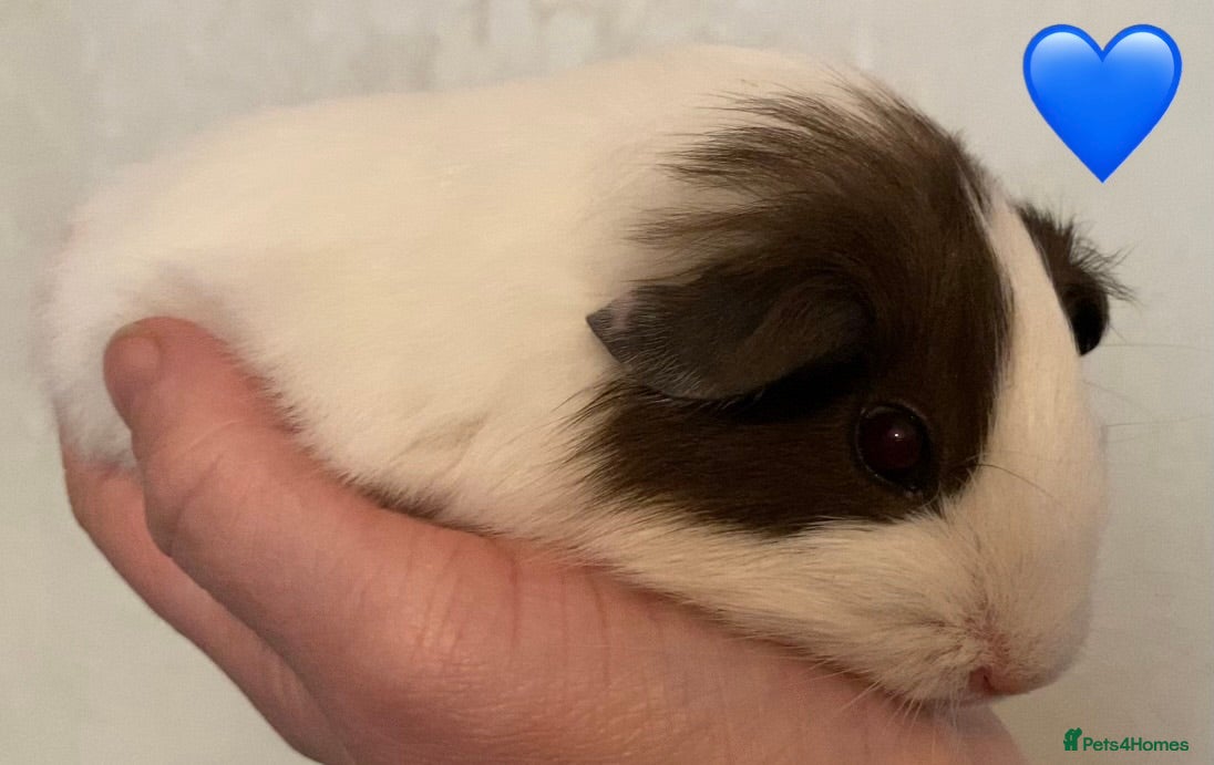 Guinea Pig rodents Gorgeous guinea pigs - Advert 11