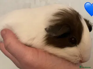 Guinea Pig rodents Gorgeous guinea pigs - Advert 11