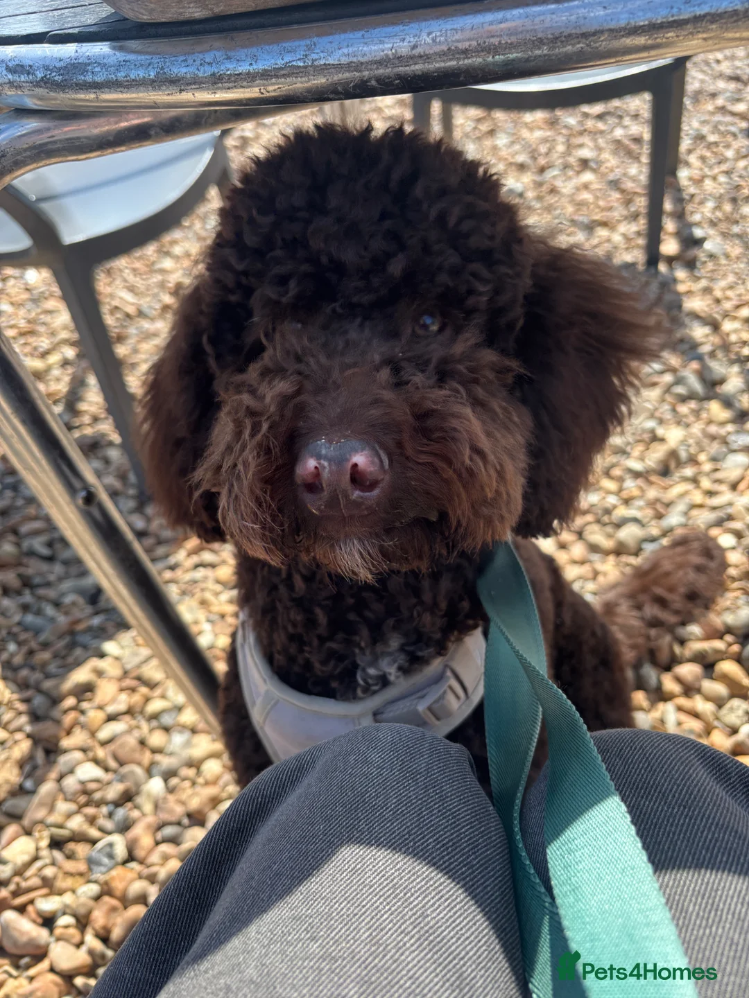 Cockapoo dogs for sale: Bruno the 8 month cockapoo puppy  in Horsham - Advert 1