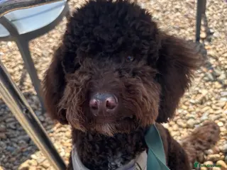 Cockapoo dogs Bruno the 8 month cockapoo puppy - Advert 10