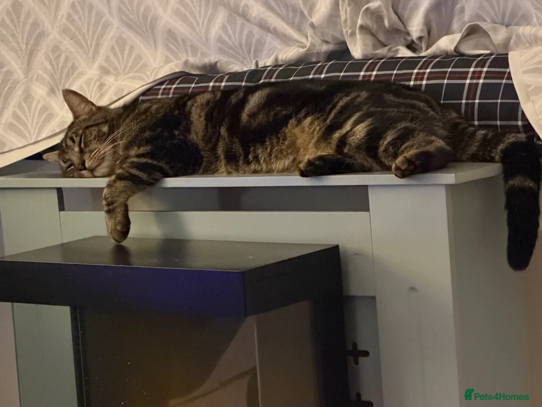 Mixed Breed cats for sale: Mainecoon cross 1 year old boy tabby - Advert 6