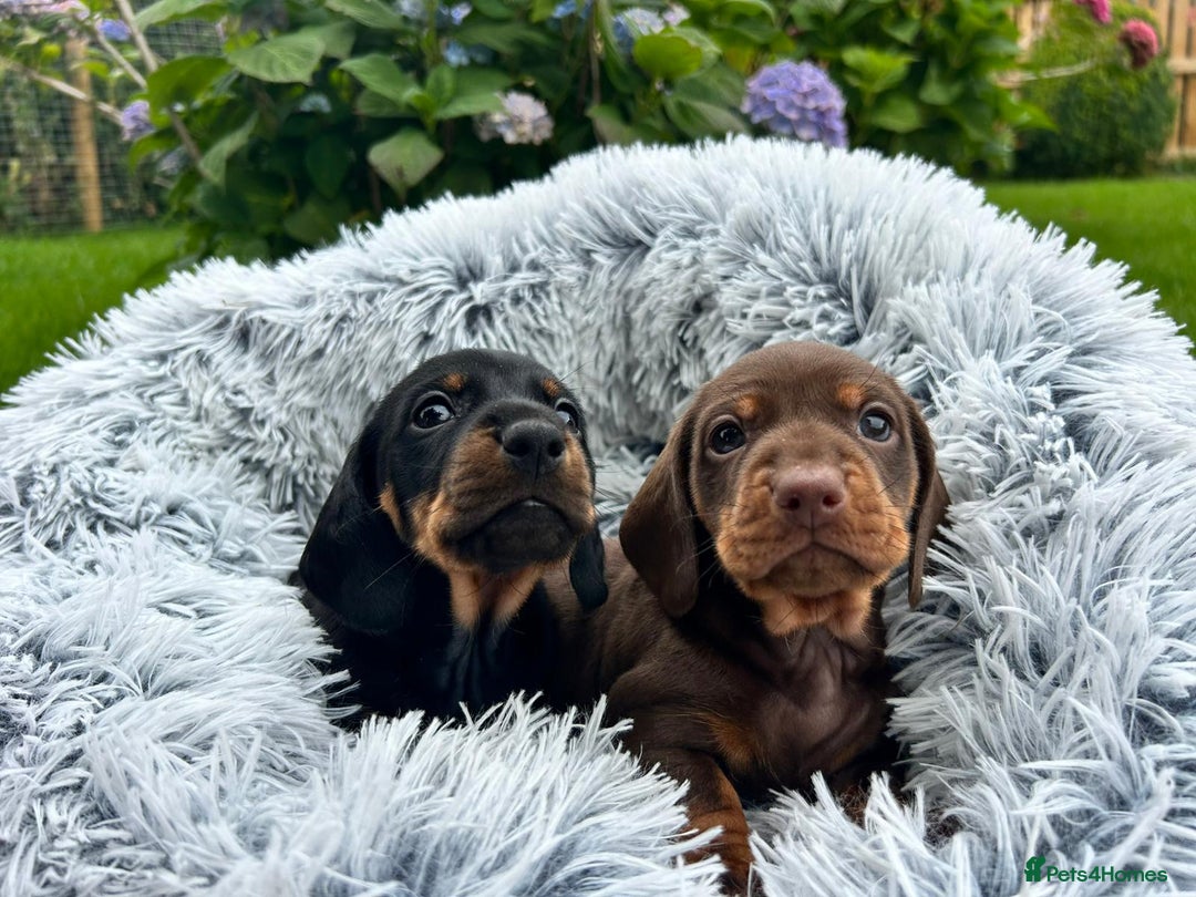 Miniature Dachshund dogs for sale: Kc reg PRA clear miniature dachshund puppies  - Image 10