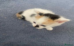British Longhair cats for sale: Fluffy black & white kittens - Image 7