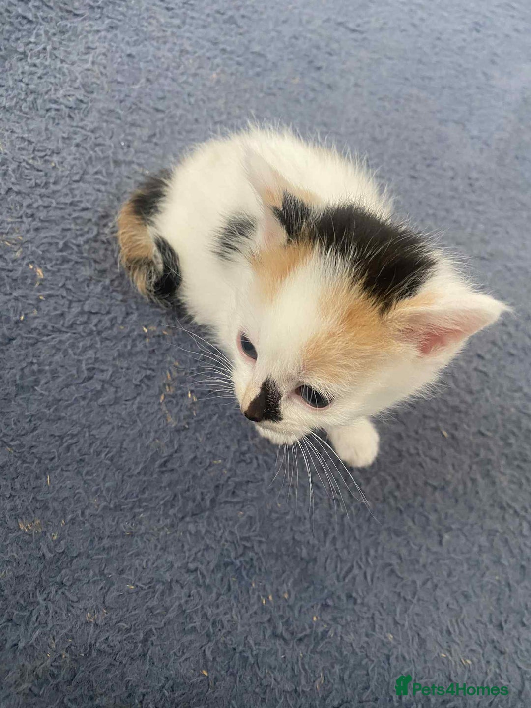 British Longhair cats for sale: Fluffy black & white kittens - Image 7