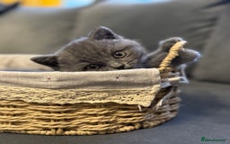 British Shorthair cats for sale: Five cute and naughty kittens for sale - Image 14