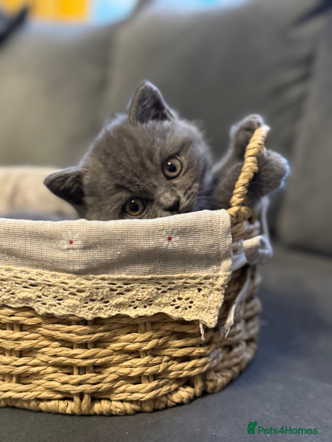 British Shorthair cats for sale: Five cute and naughty kittens for sale - Image 14