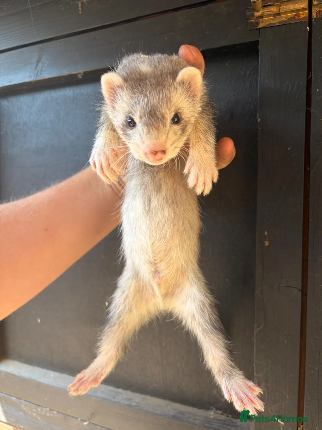 Ferret rodents for sale: 6 male ferrets  - Advert 6