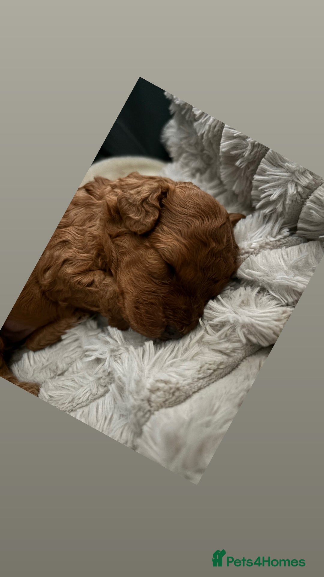 Cockapoo dogs for sale: Stunning cockapoo puppies - Advert 8