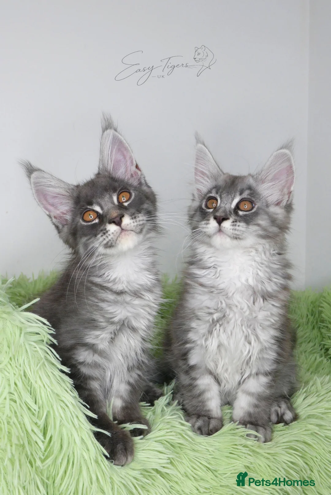 Maine Coon cats for sale: Beautiful Maine Coon kittens ( polydactyl)  - Advert 1
