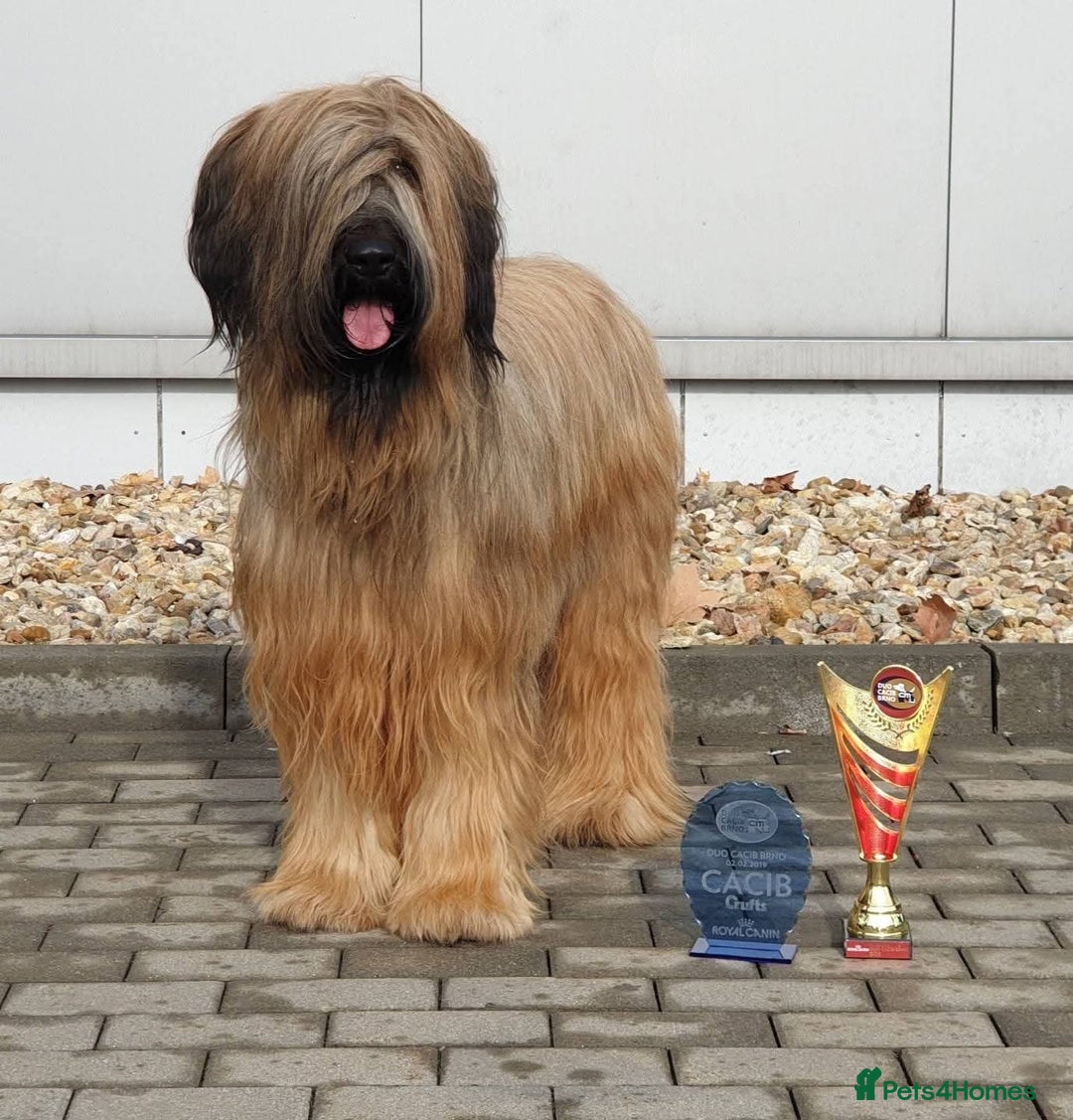 Briard dogs for sale: Top-Class Pedigree Briard Puppies - Image 4
