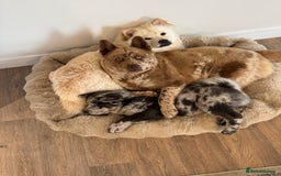 Mixed Breed dogs for sale: chowsky rare mearle mixed breed  - Image 4