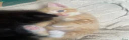 Mixed Breed cats for sale: Male ginger kitten  - Advert 4