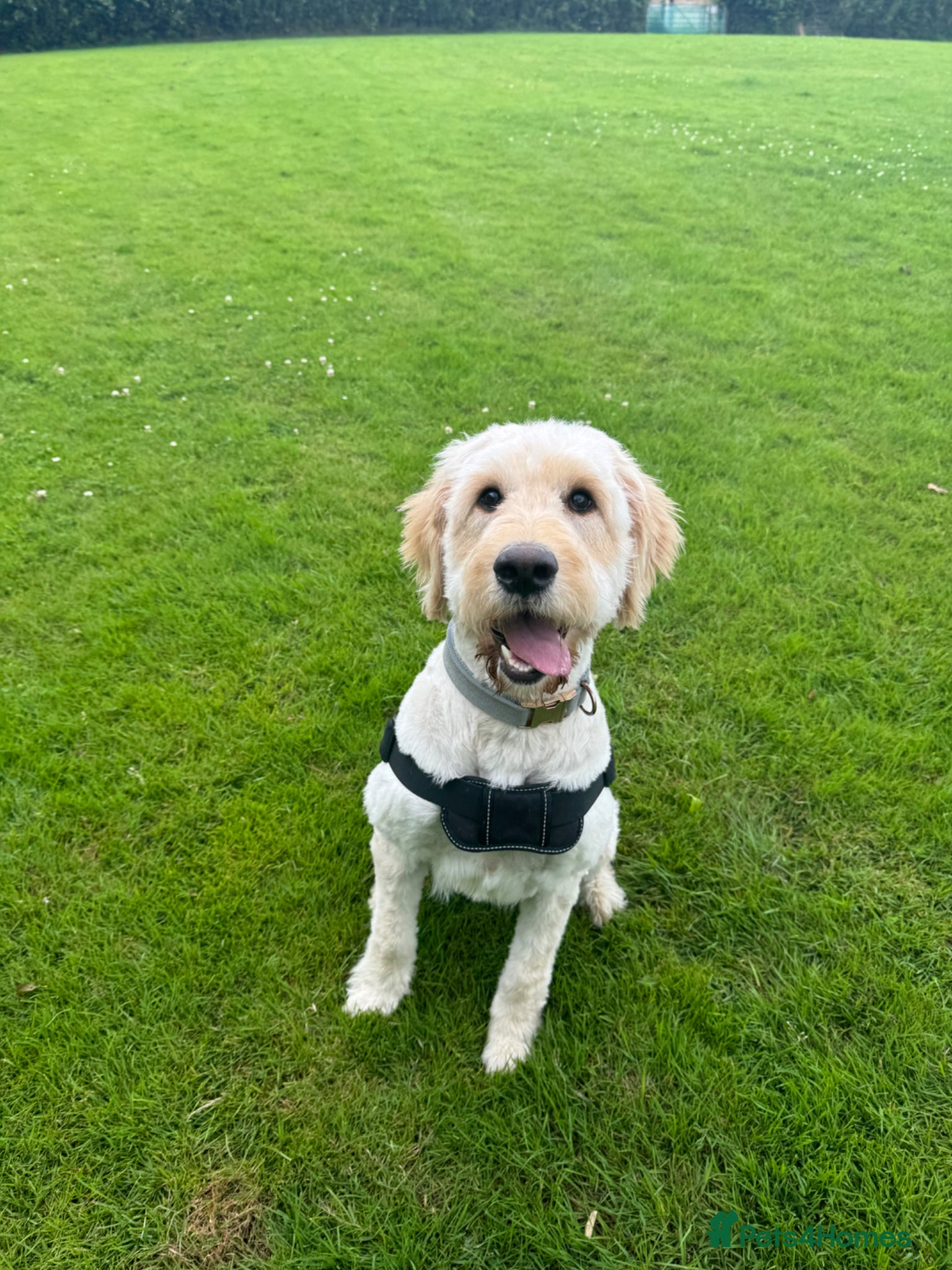 Mini Goldendoodle dogs for sale: 🐶 F1b Goldendoodle Puppies Expected – July 2026  - Advert 2
