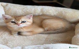 British Shorthair cats for sale: GCCF reg British Shorthair Chocolate Gold Kittens  in London - Image 35