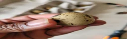Quail poultry for sale: Fertile Quail Eggs  - Advert 3