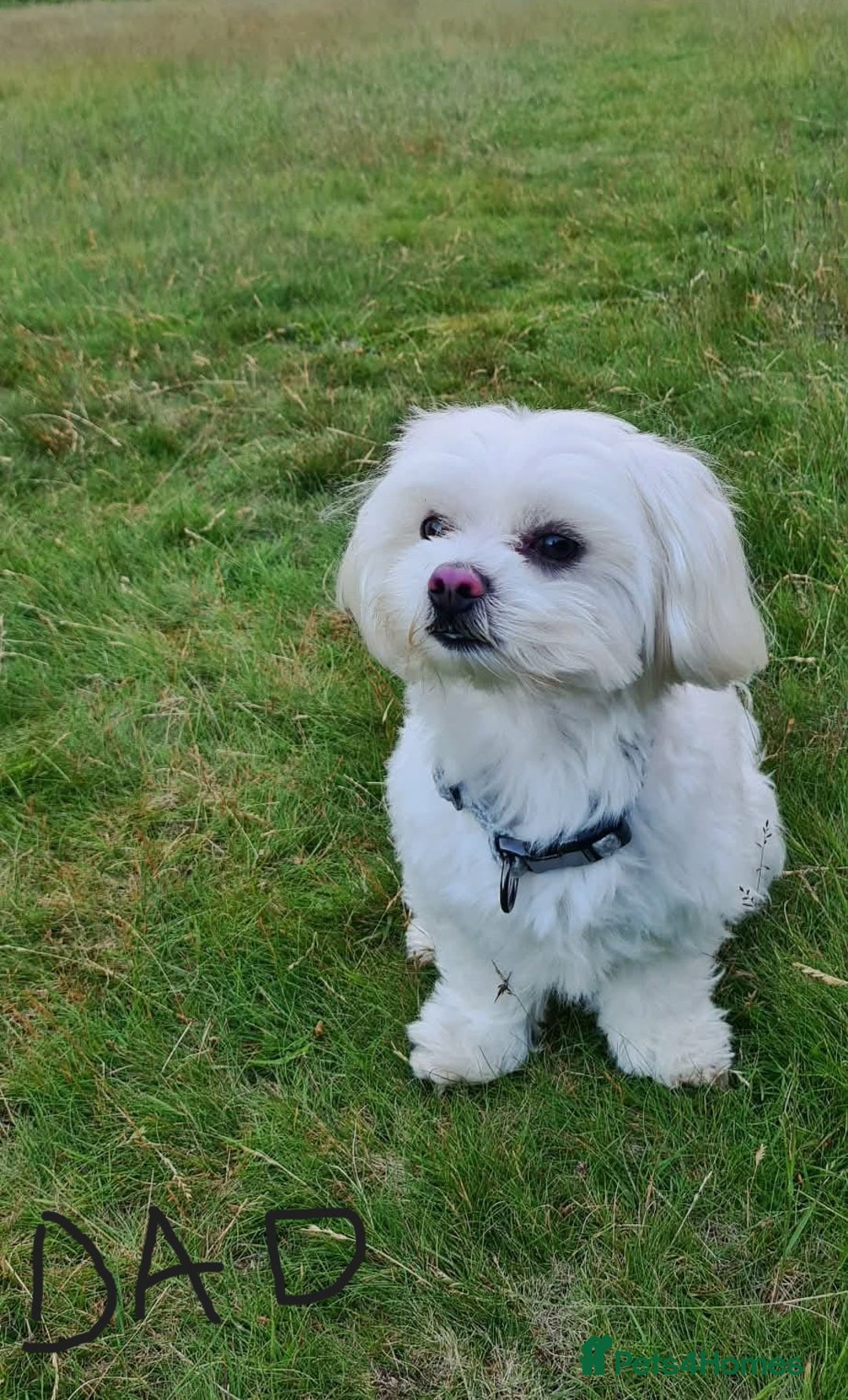 Maltese dogs for sale: Adorable Maltese Puppies Ready for Love. - Advert 3