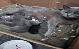 British Shorthair cats for sale: BSH cross  - Image 8