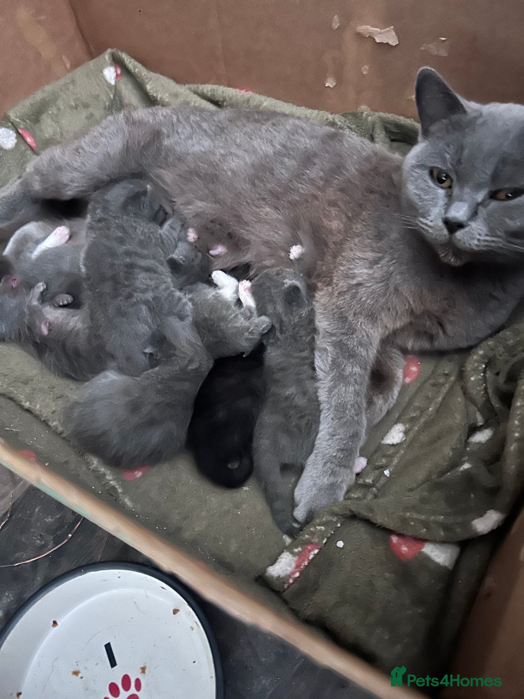 British Shorthair cats for sale: BSH cross  - Image 8