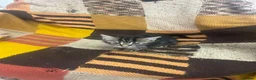 Mixed Breed cats for sale: Kittens looking for their forever homes  - Advert 14