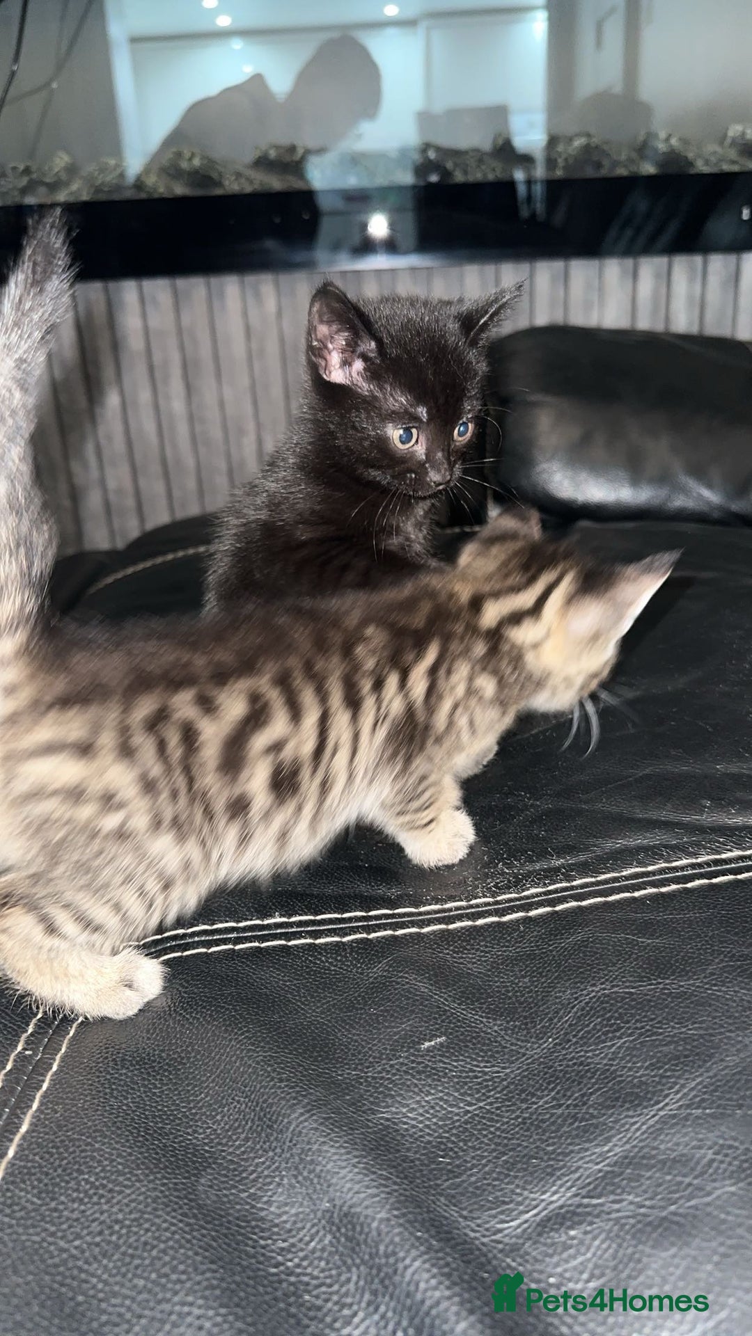 British Shorthair cats for sale: Adorable black half tabby half shorthair  - Image 5