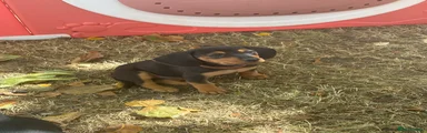 Dachshund 3