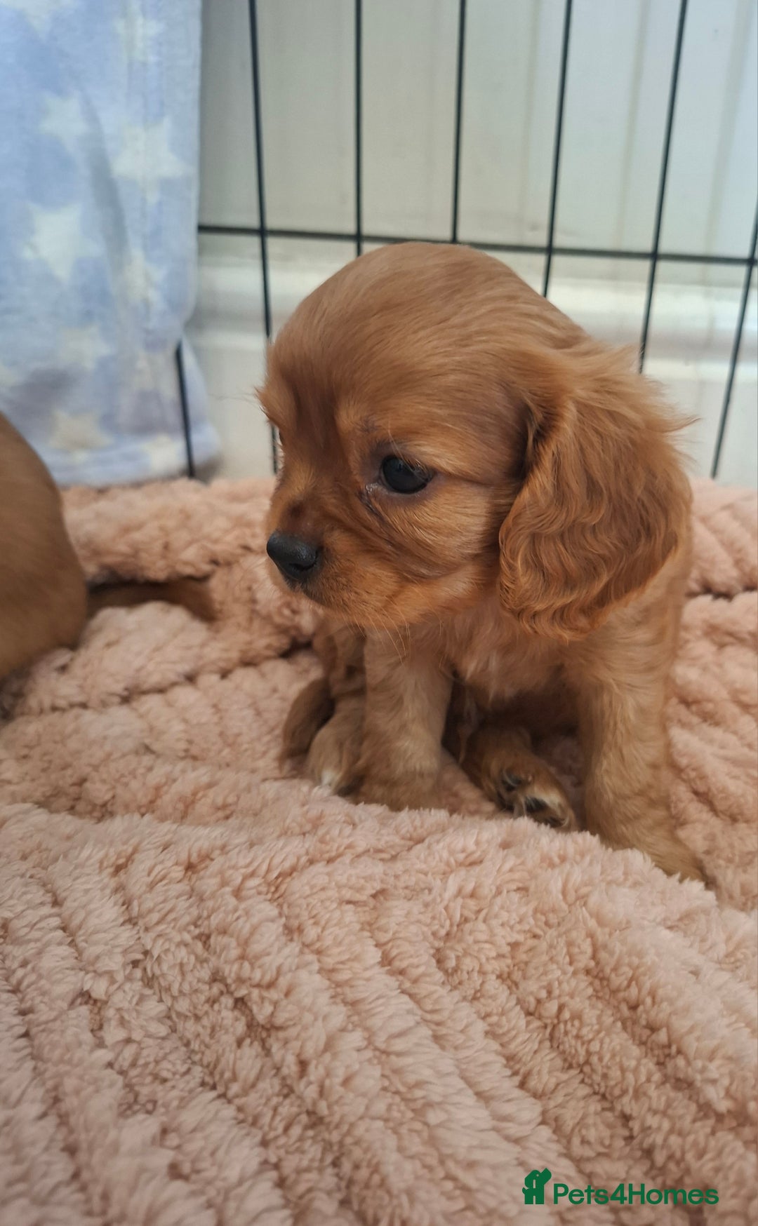 Cavalier King Charles Spaniel dogs for sale: Kc reg health tested parents 🩷💙 - Image 5