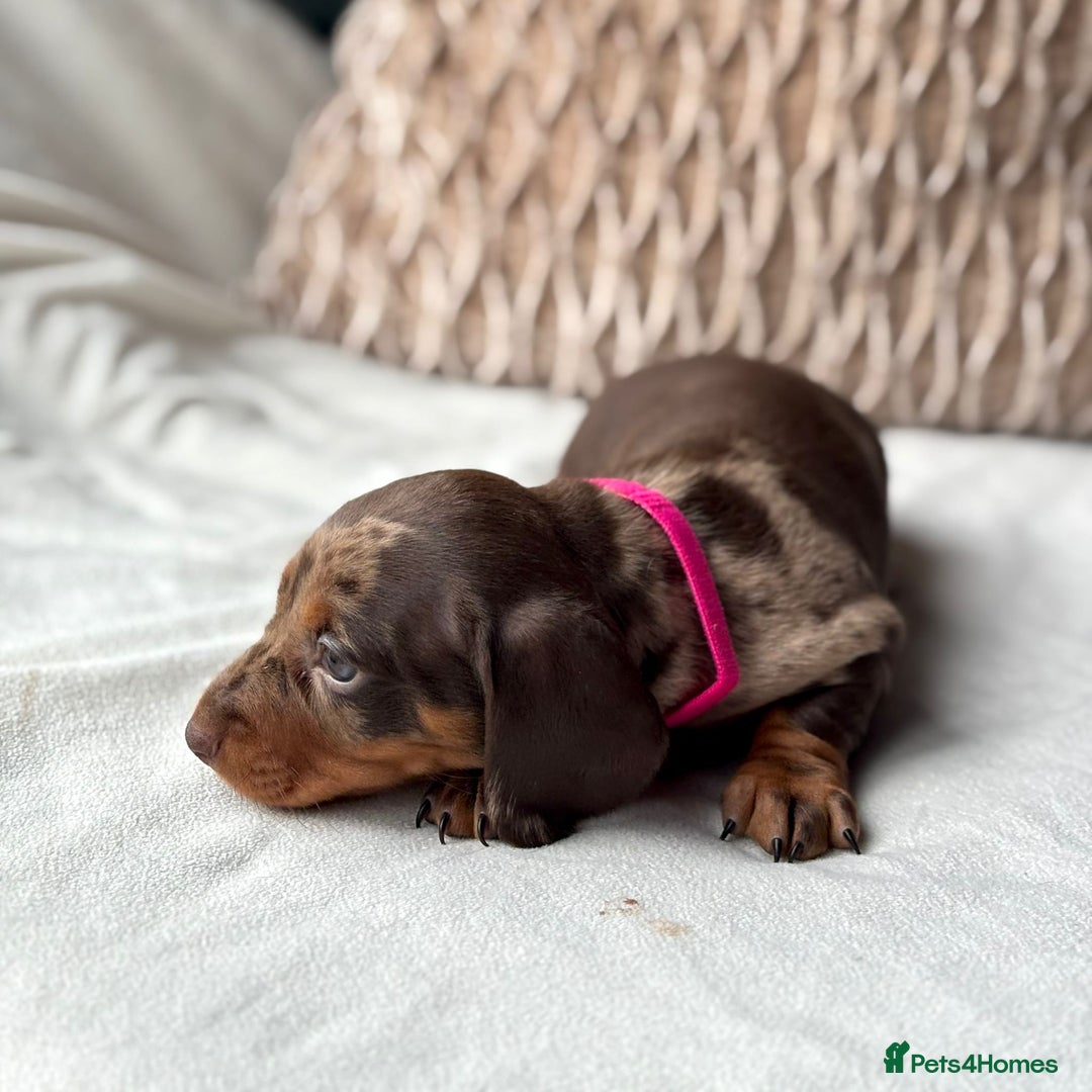Miniature Dachshund dogs for sale: For Sale Adorable Miniature Dachshund puppies - Advert 6
