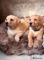 Labrador Retriever dogs - Advert 1