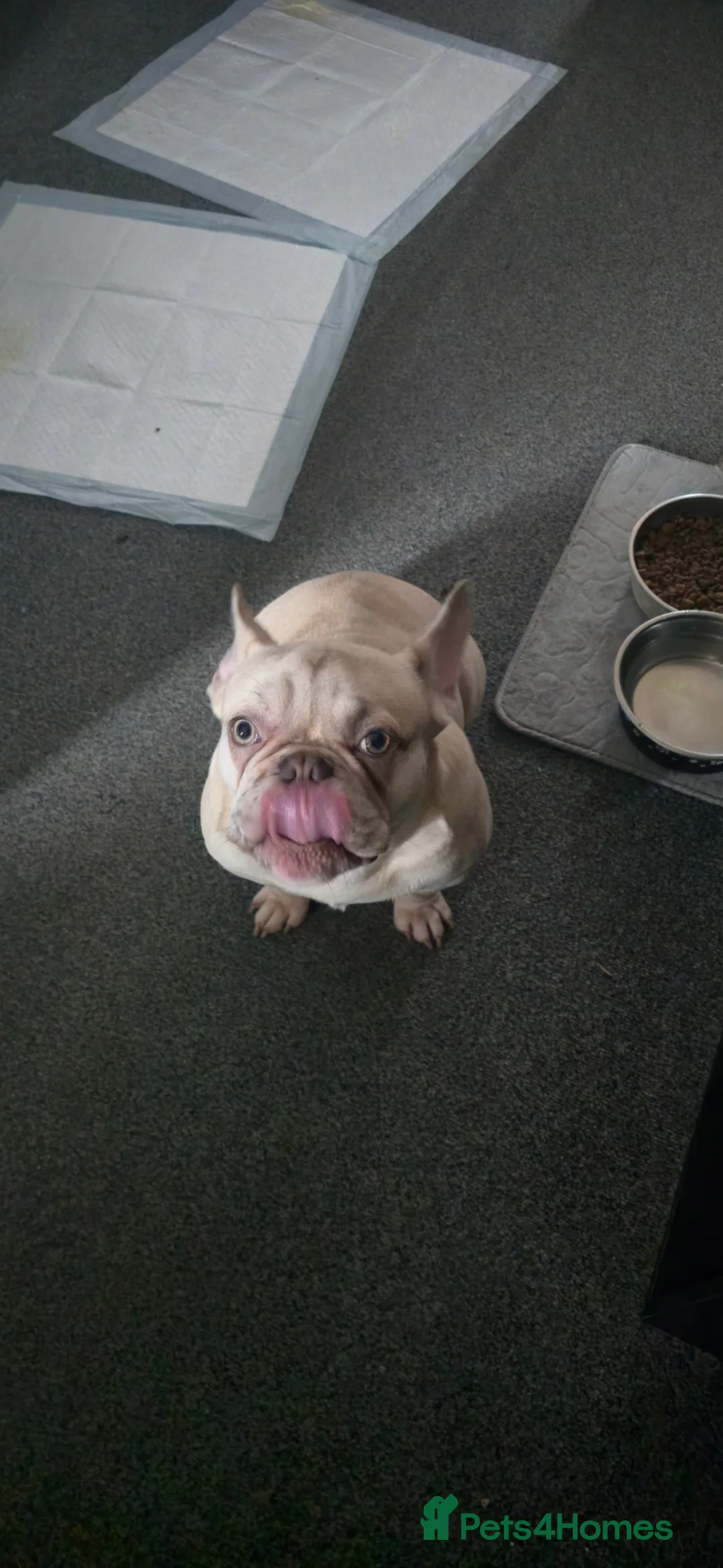 French Bulldog dogs for sale: French Bull dog in Annan - Advert 2