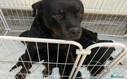 Rottweiler dogs for sale: Purebred German Rottweilers  - Advert 4