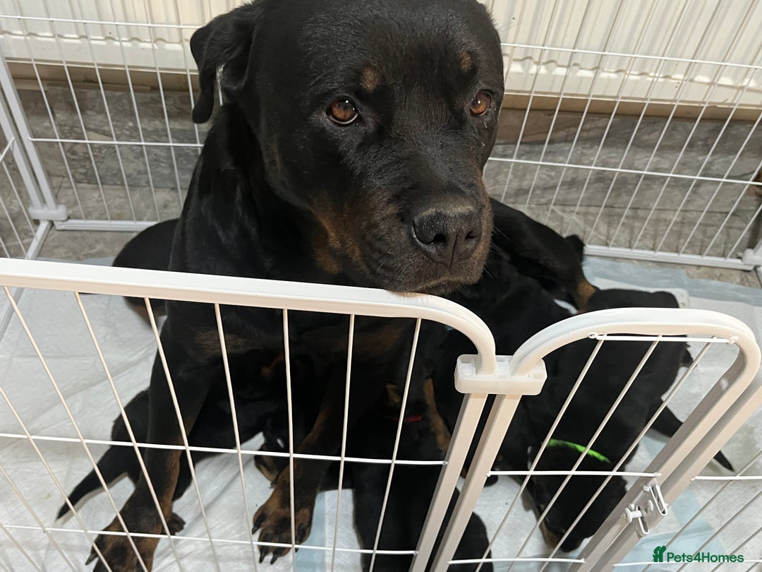 Rottweiler dogs for sale: Purebred German Rottweilers  - Advert 4