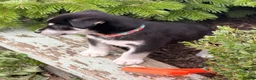 Mixed Breed dogs for sale: Puppy’s for finding there forever home  - Advert 16
