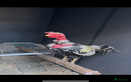 Chickens poultry for sale: Launga aseel male  - Image 1