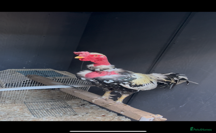 Chickens poultry - Advert 6