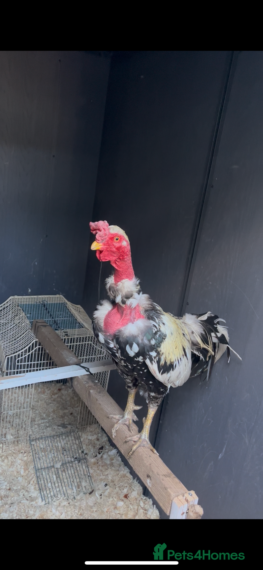 Chickens poultry for sale: Launga aseel male  - Image 1