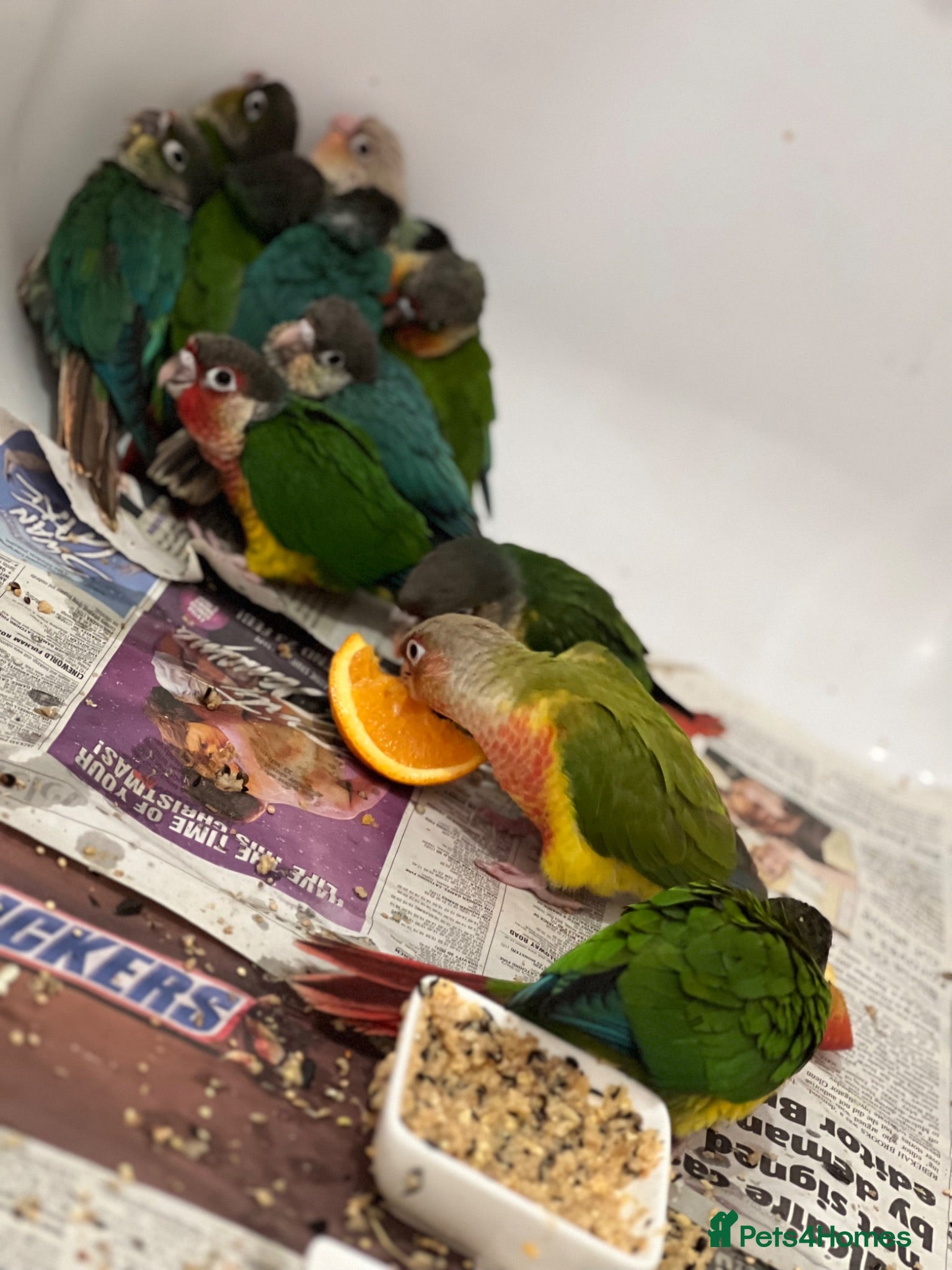 Conures birds Hand-Reared Baby Conures, Quakers & ringnecks - Advert 2